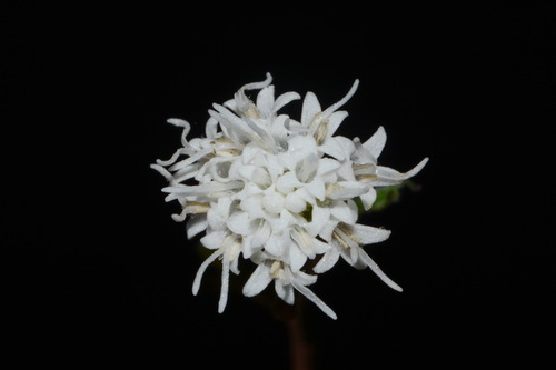 Ageratina luciae-brauniae, photograph 4