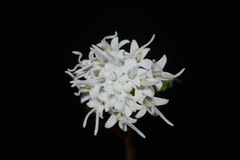Ageratina luciae-brauniae, photograph (c) Brian Finzel, some rights reserved (CC BY-SA)