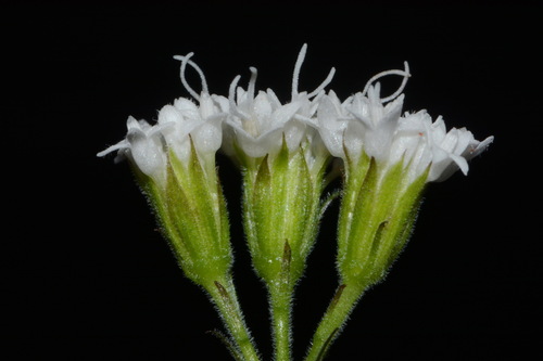 Ageratina luciae-brauniae, photograph 5