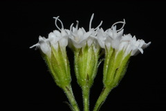 Ageratina luciae-brauniae, photograph (c) Brian Finzel, some rights reserved (CC BY-SA)
