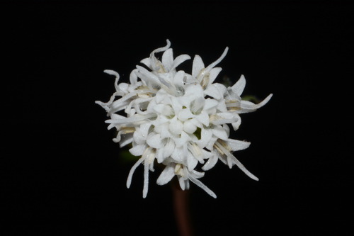 Image of Ageratina luciae by (c) Brian Finzel, some rights reserved (CC BY-SA)