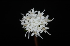 Ageratina luciae-brauniae, photograph (c) Brian Finzel, some rights reserved (CC BY-SA)