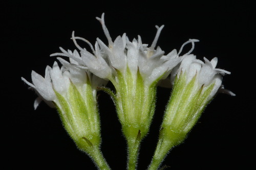 rockhouse white snakeroot (Ageratina luciae)