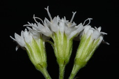 Ageratina luciae-brauniae, photograph (c) Brian Finzel, some rights reserved (CC BY-SA)