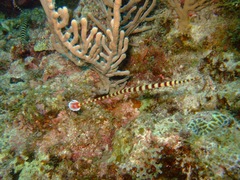 Dunckerocampus dactyliophorus