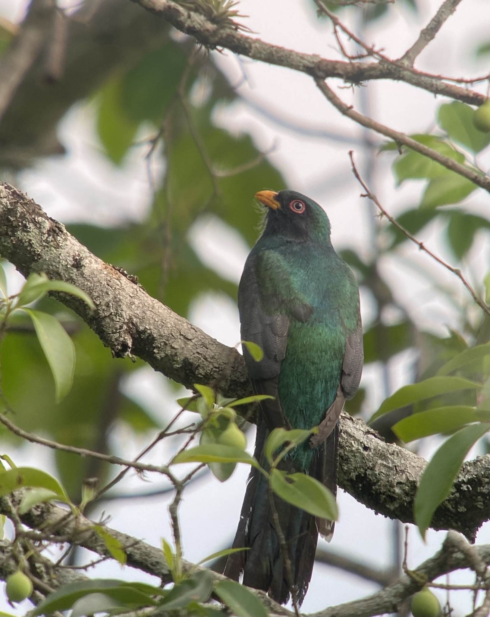 Trogon image