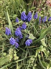 Muscari