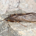 Hydrobiosidae - Photo (c) Jacob Littlejohn, some rights reserved (CC BY-SA), uploaded by Jacob Littlejohn