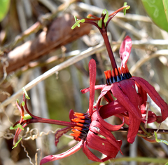 Passiflora cupraea