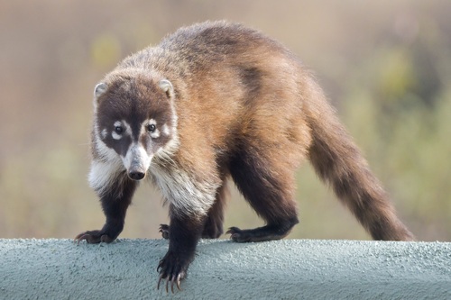 White-nosed Coati, photo 8 of 9