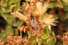 Rhypodes