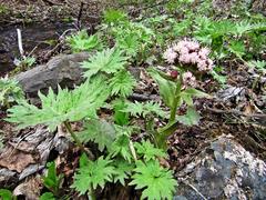 Petasites tatewakianus