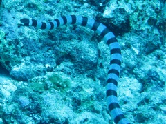 Laticauda colubrina