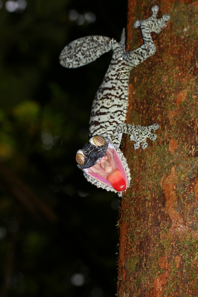 Madagascar Leaf-tailed Geckos