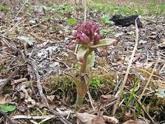 Petasites tatewakianus