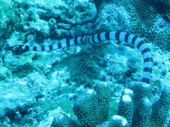 Laticauda colubrina