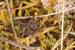 Maoricicada campbelli