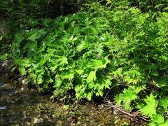 Petasites tatewakianus