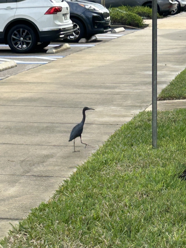 Little Blue Heron from University Village, Fort Myers, FL, US on ...