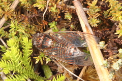 Maoricicada campbelli