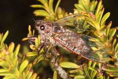 Maoricicada campbelli