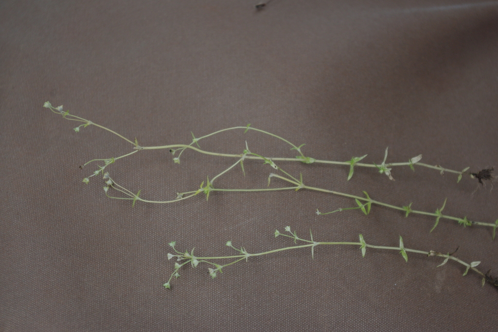 Mitrasacme prolifera