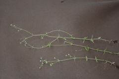 Mitrasacme prolifera