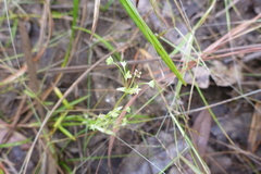 Mitrasacme prolifera