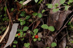 Nertera dichondrifolia