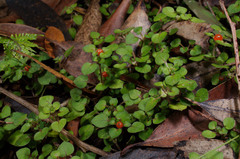 Nertera dichondrifolia