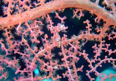 Hippocampus bargibanti