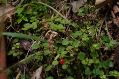 Nertera dichondrifolia