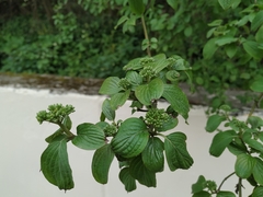 Cornus sanguinea australis