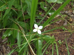 Mitrasacme nudicaulis