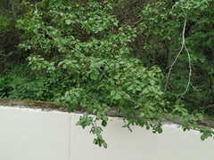 Cornus sanguinea australis