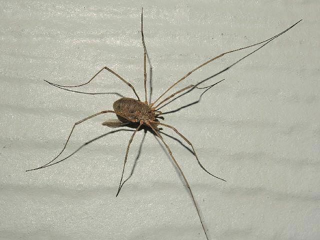 European Harvestman from Jamaica Bay Wildlife Refuge, Queens, NY, USA ...