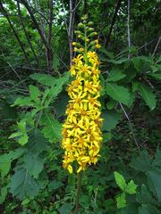 Ligularia sachalinensis