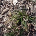 Carex halophila - Photo (c) Katerina Kashirina,  זכויות יוצרים חלקיות (CC BY-NC), הועלה על ידי Katerina Kashirina