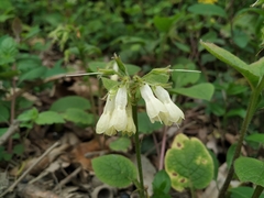 Symphytum grandiflorum