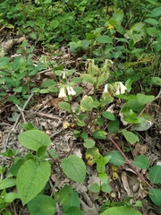 Symphytum grandiflorum