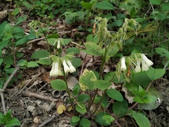 Symphytum grandiflorum
