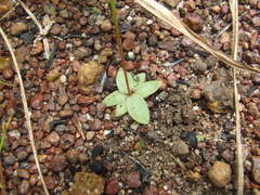 Mitrasacme nudicaulis