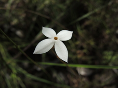 Mitrasacme nudicaulis