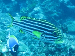 Plectorhinchus vittatus
