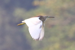 Chinese Pond Heron photo 6