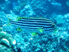 Plectorhinchus vittatus