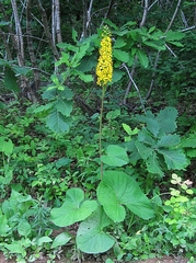Ligularia sachalinensis