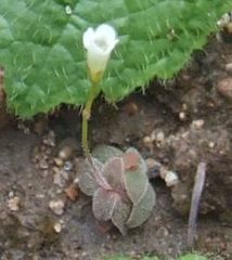 Mitrasacme nidulifera