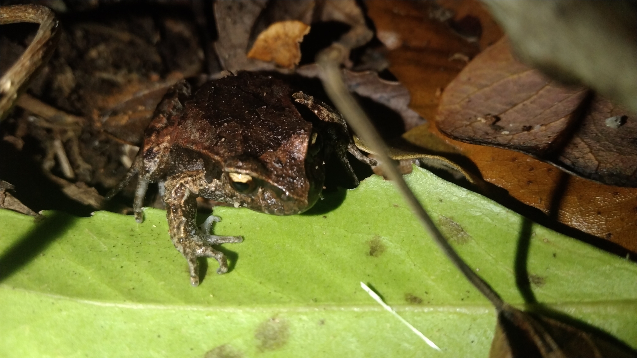 Eupsophus calcaratus (Günther, 1881)