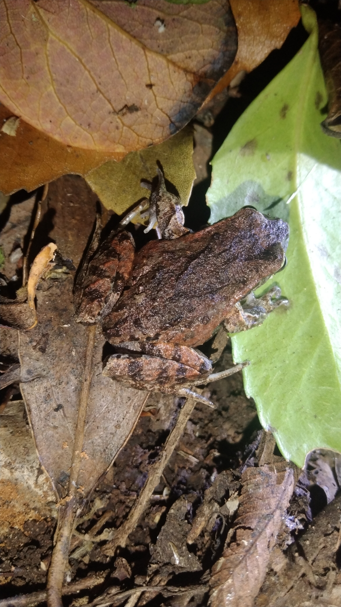 Eupsophus calcaratus (Günther, 1881)